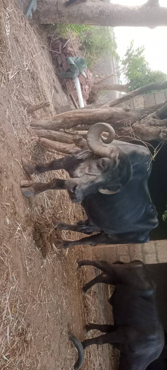 ભેંસ વેચવાની છે