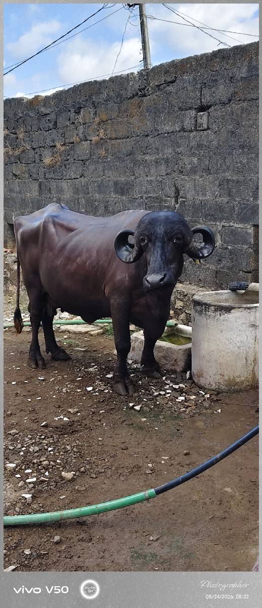 1 મહિના ની કાંચિ છે