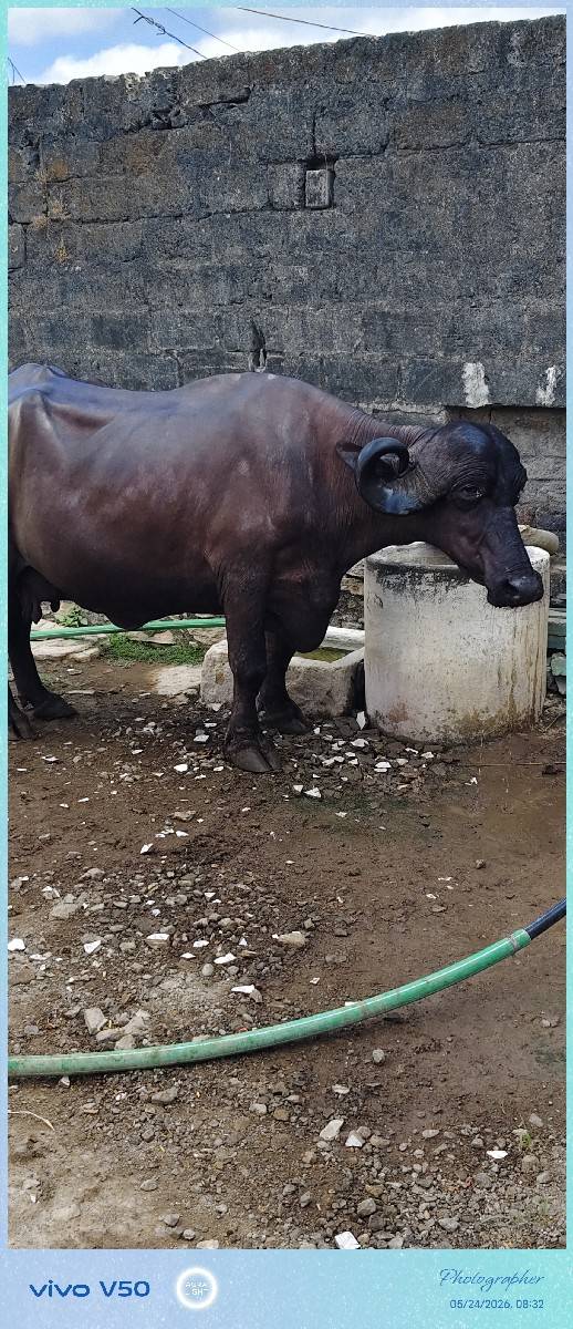 1 મહિના ની કાંચિ છે