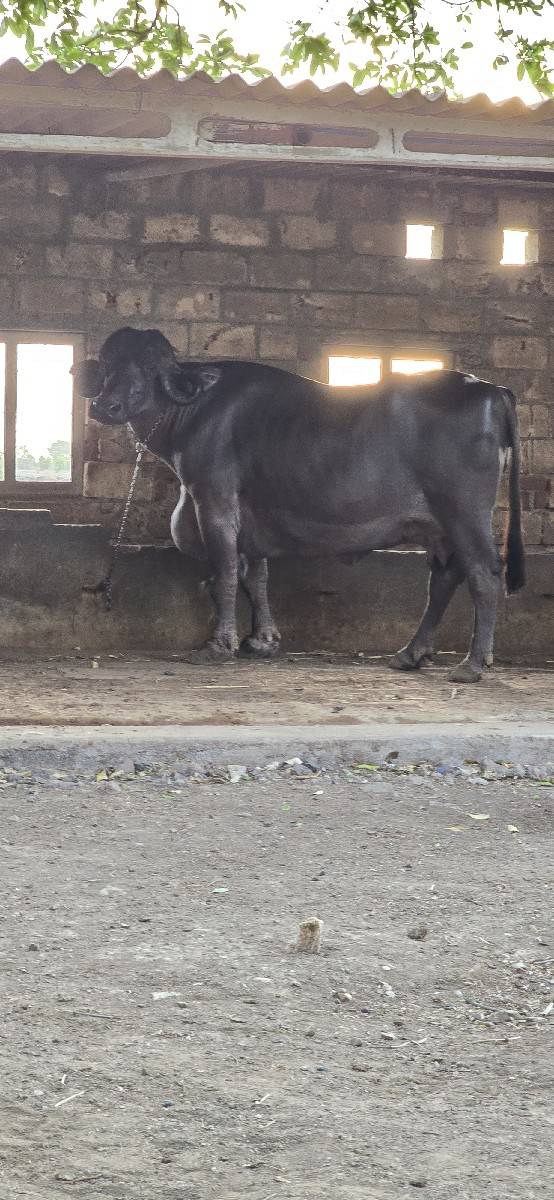 ભેંસ વેચવાની છે