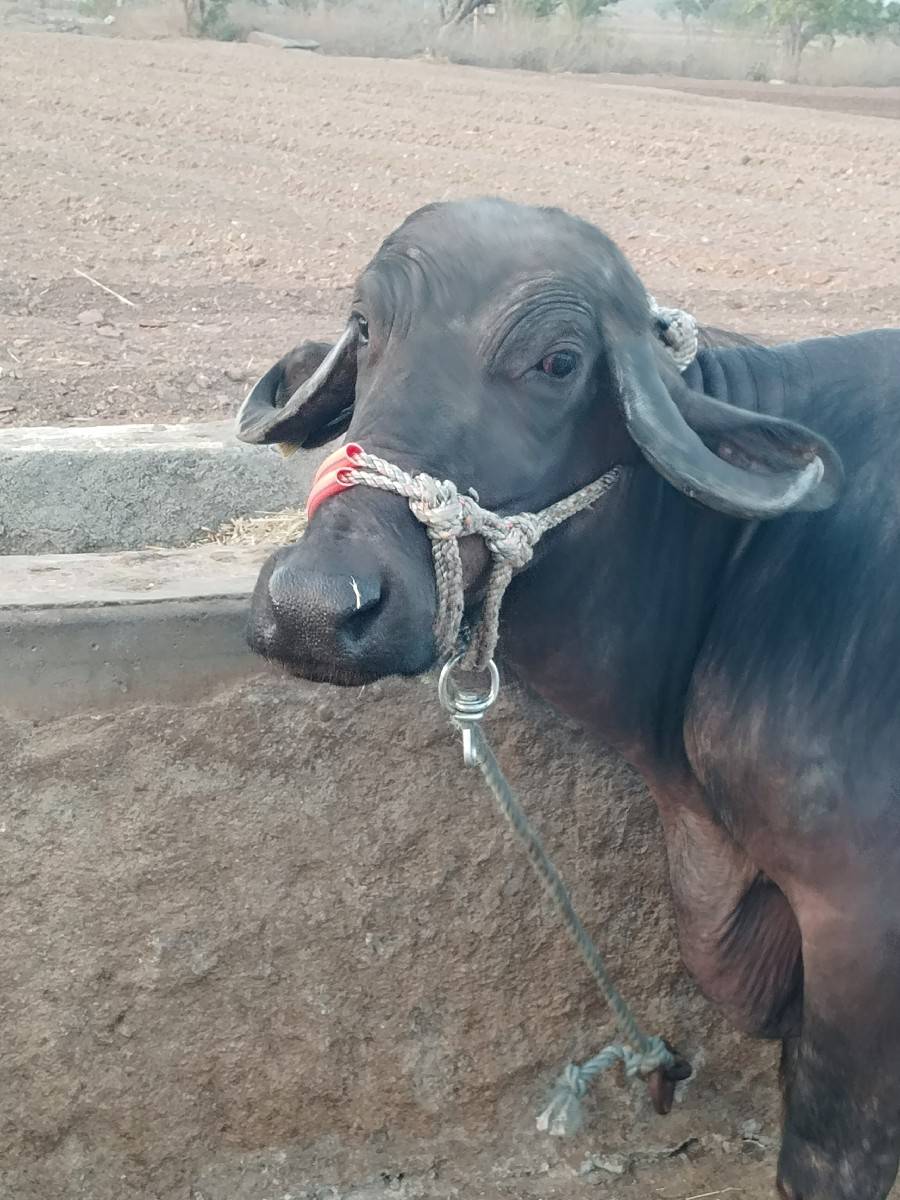 ભેશ વેચવાની