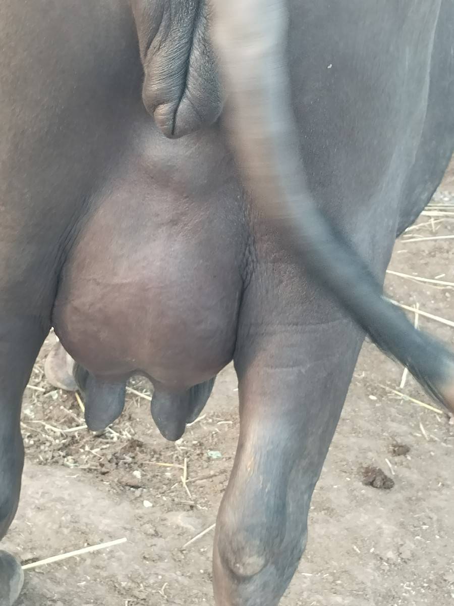 ભેશ વેચવાની