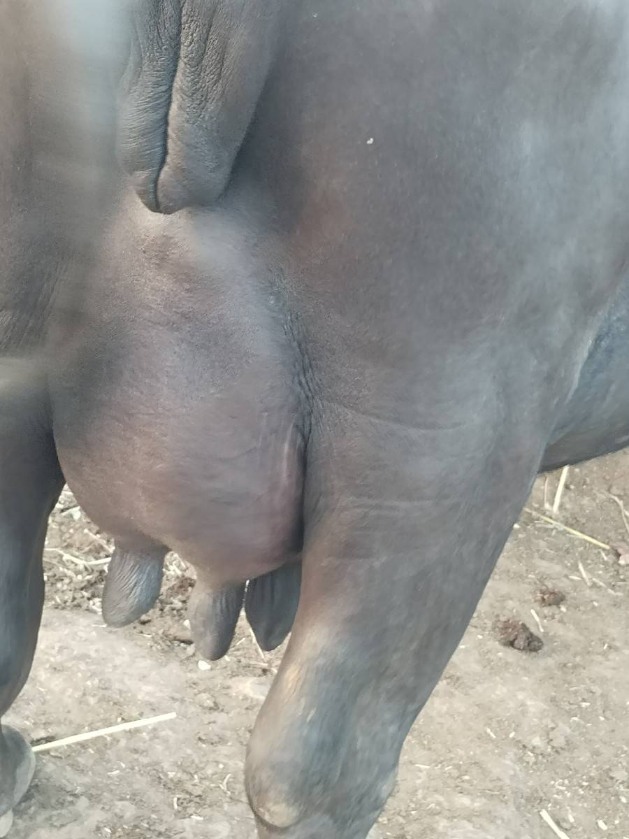 ભેશ વેચવાની