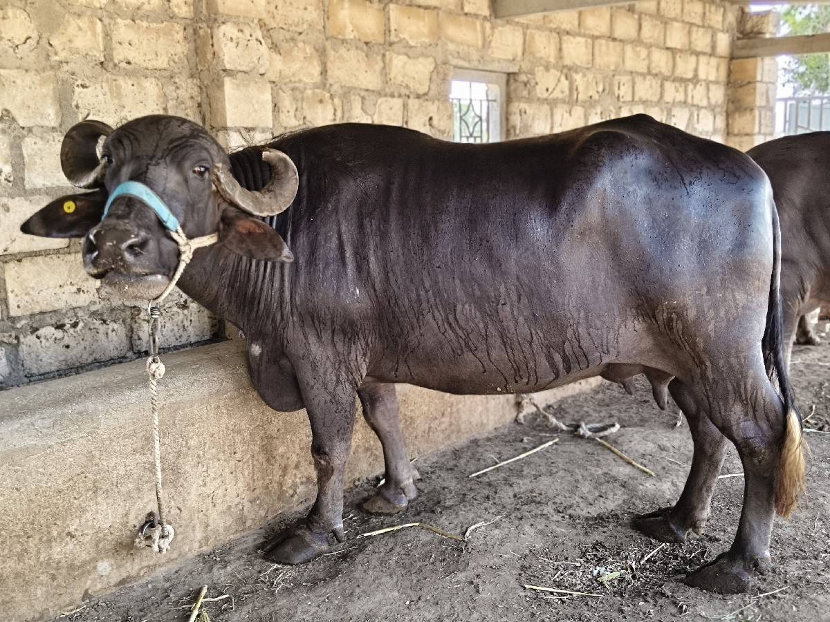 ભેંશ વેચવા ની શે