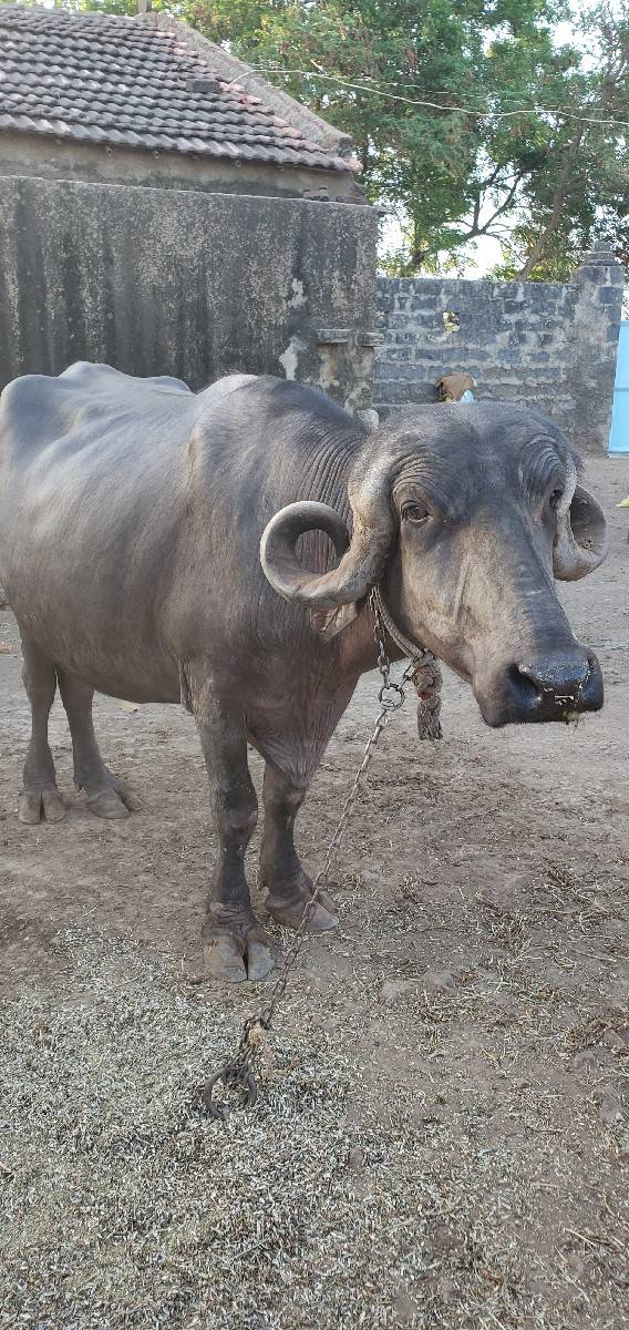 જય માતાજી
