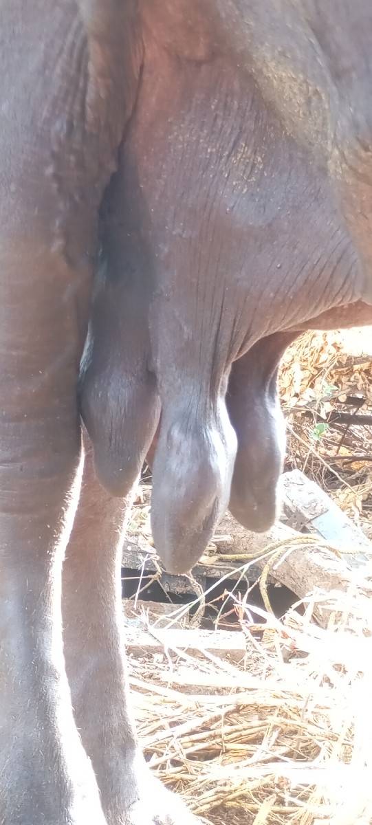 ભસે વેચવાની છે