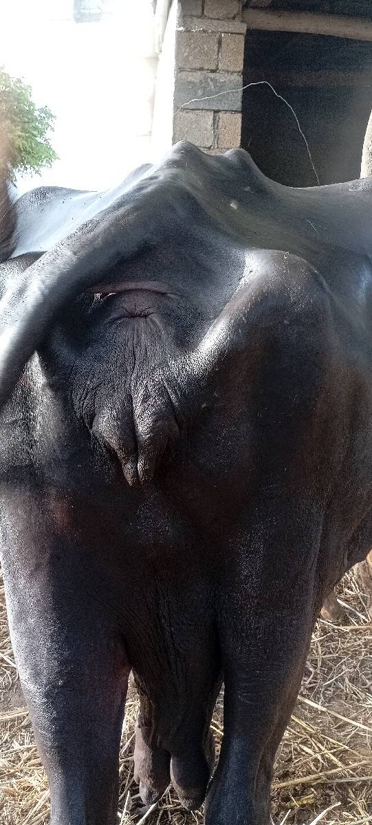 ભસે વેચવાની છે