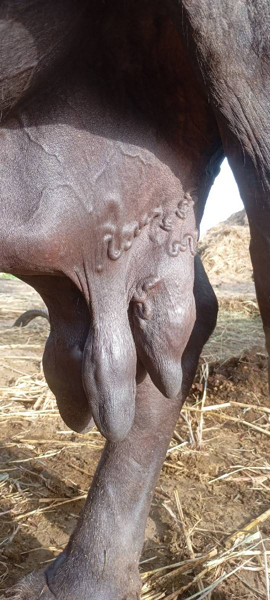 ભસે વેચવાની છે