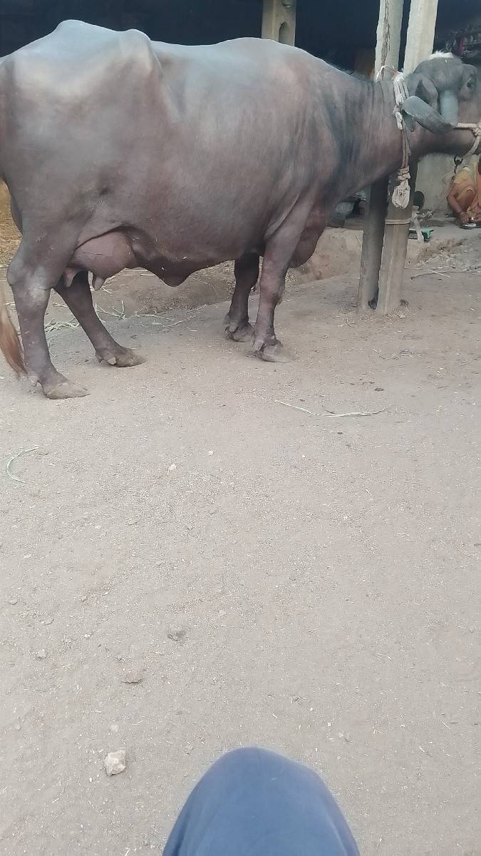 ખઠાયવેચવાનીછે
