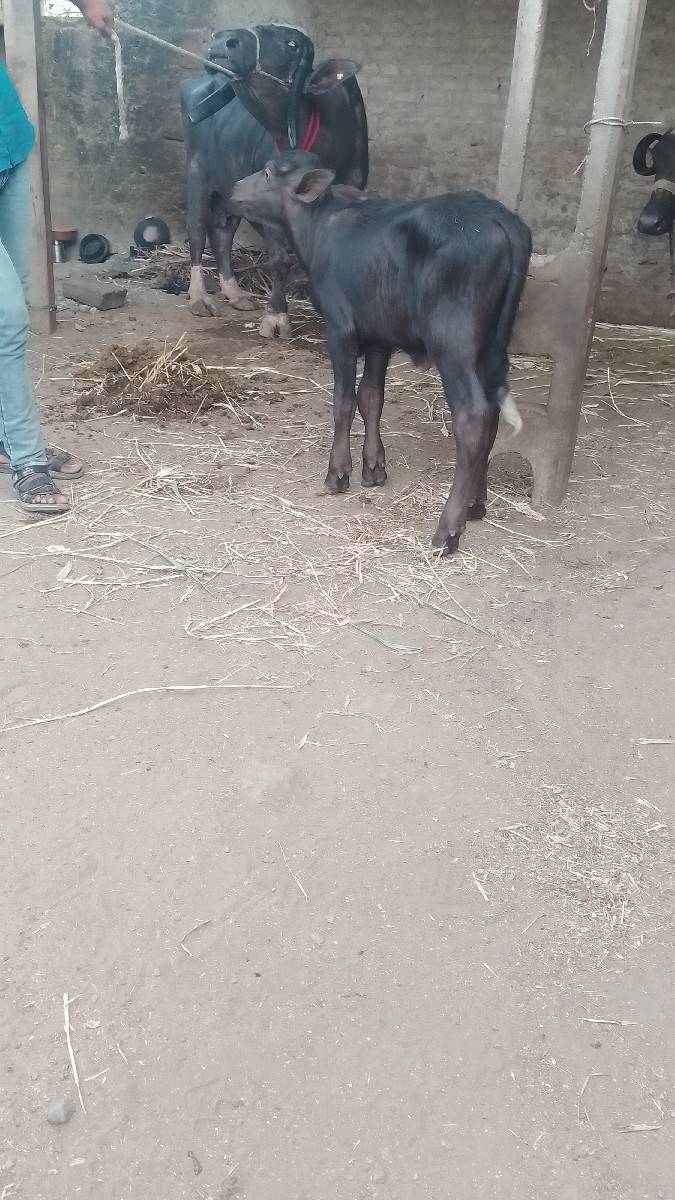 ખઠાયવેચવાનીછે