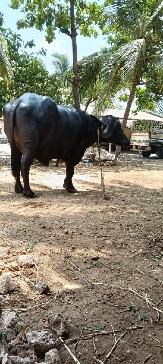 ખરેલી વેચવાની છે