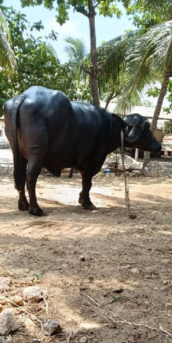 ખરેલી વેચવાની છે