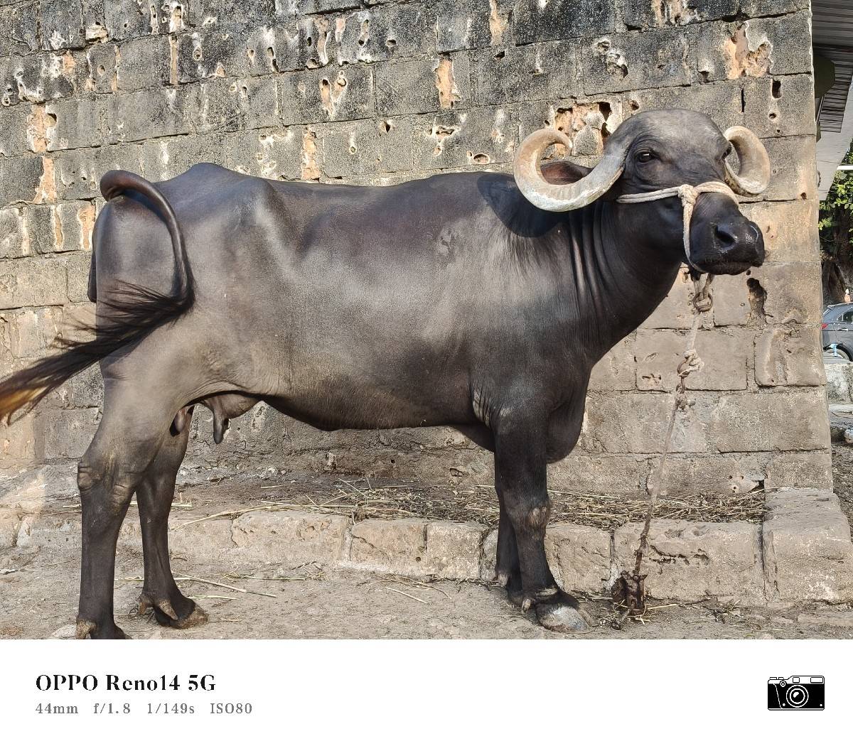 ભેંસ વેચવાની છે