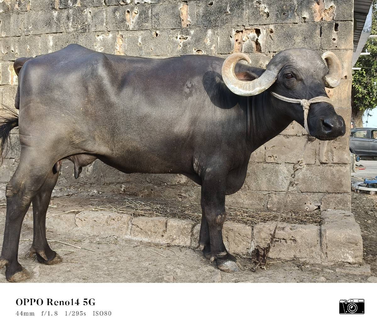 ભેંસ વેચવાની છે