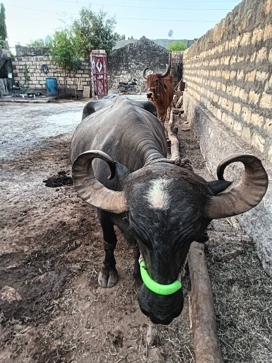 વેચવાની