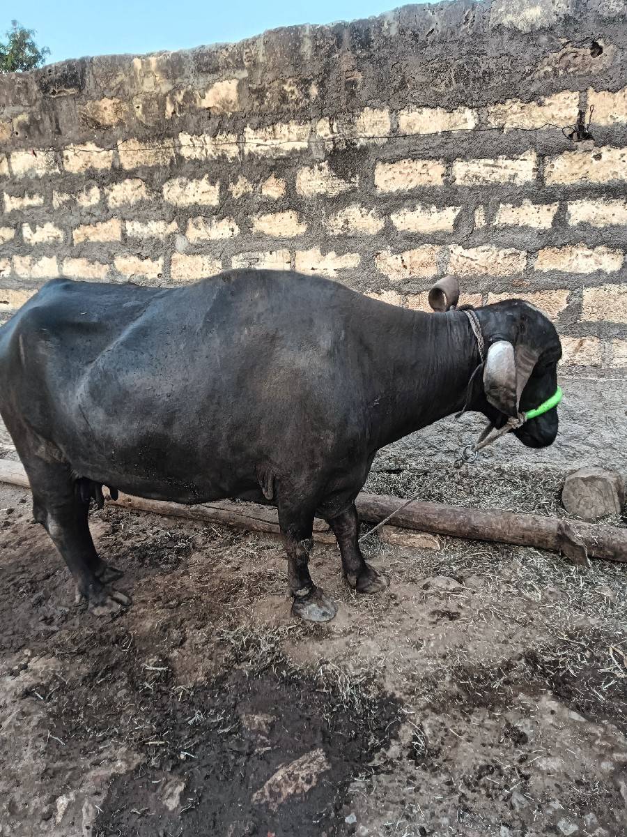 વેચવાની