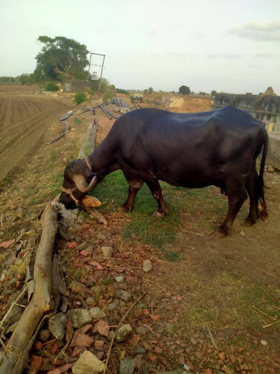 jitu bhai