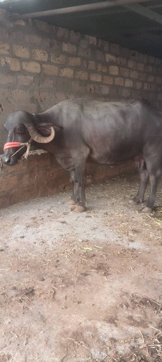 ભેંસ વેચવાની છે