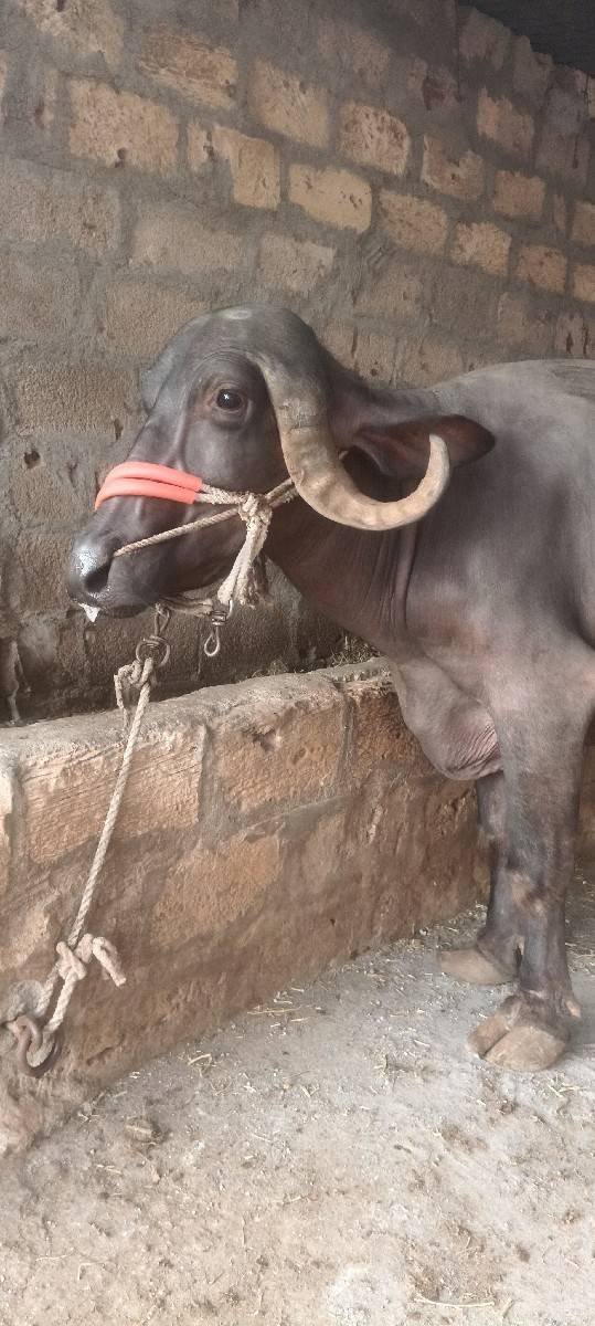 ભેંસ વેચવાની છે