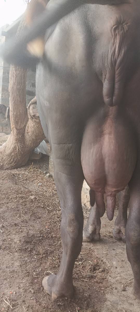 ભેંસ વેચવાની છે