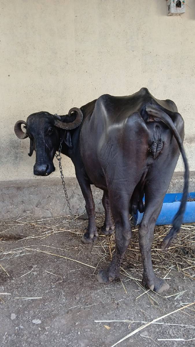ભેસ
