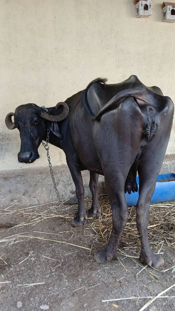 ભેસ