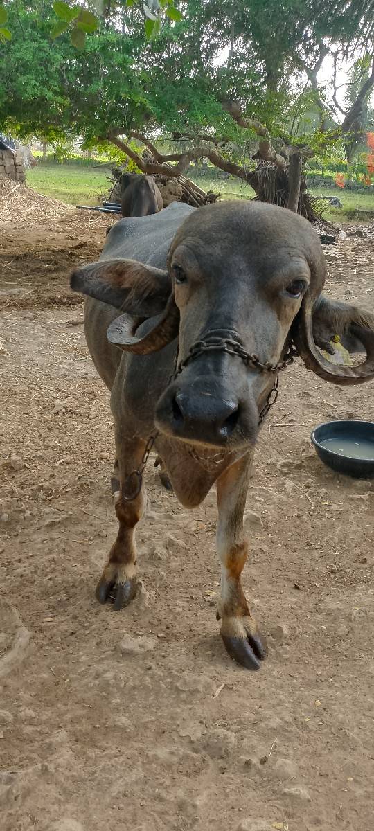 ભેંસ વેચવાની છે