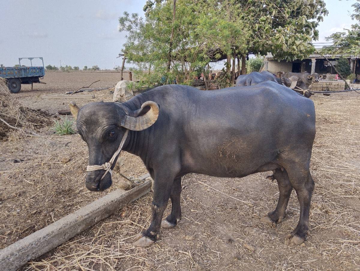 ભેંસ વેસવાની છે