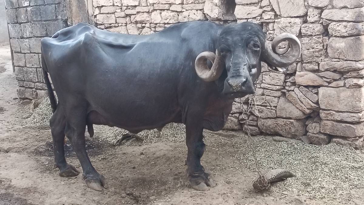 ભેંશ વેચવાની છે