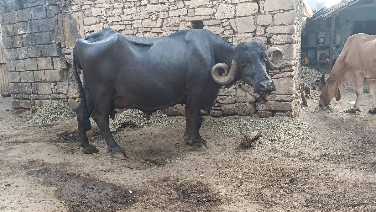 ભેંશ વેચવાની છે