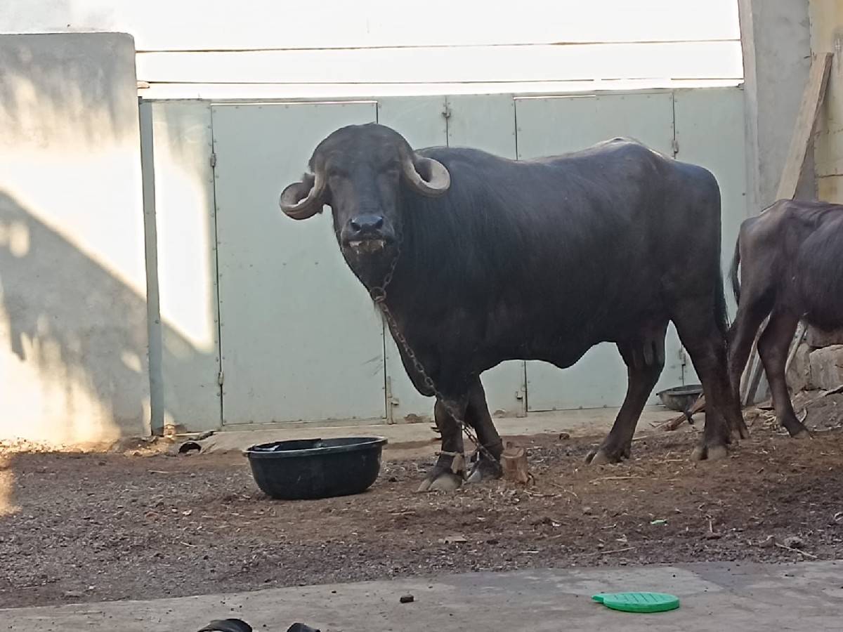ભેંસ વેચવાની છે