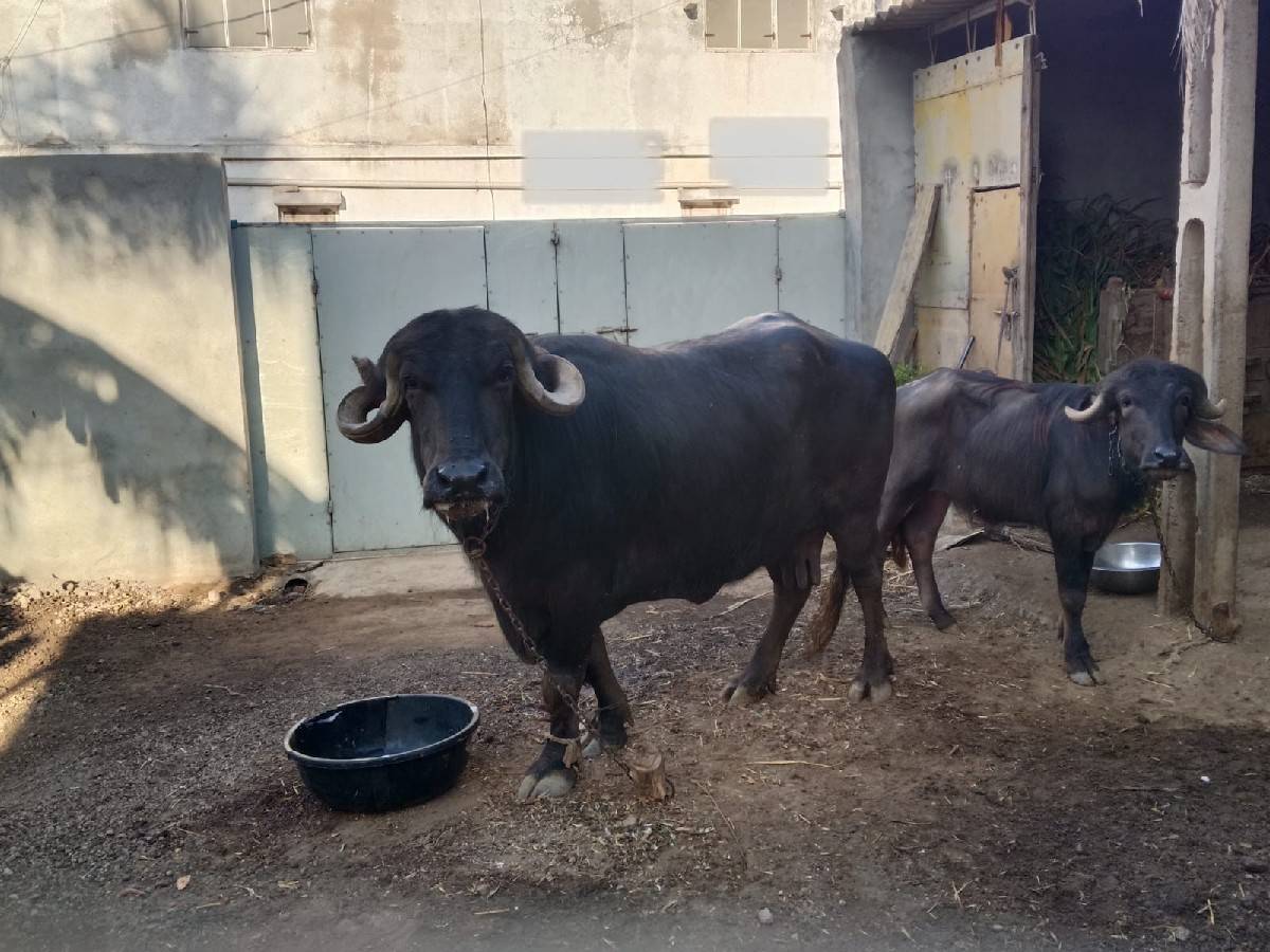 ભેંસ વેચવાની છે