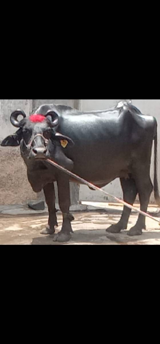 ભેંસ વેચવાનું છે 2 છે