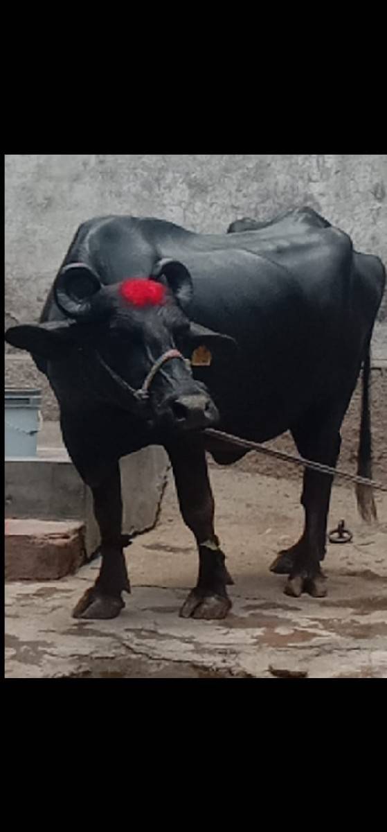 ભેંસ વેચવાનું છે 2 છે