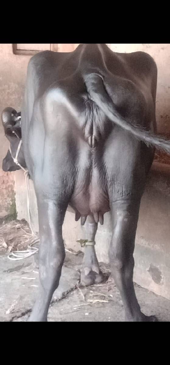 ભેંસ વેચવાનું છે 2 છે