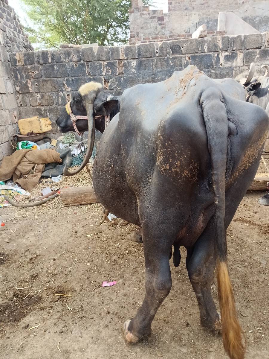 ભેંસ અને ગાય વેચવાના છે બેય