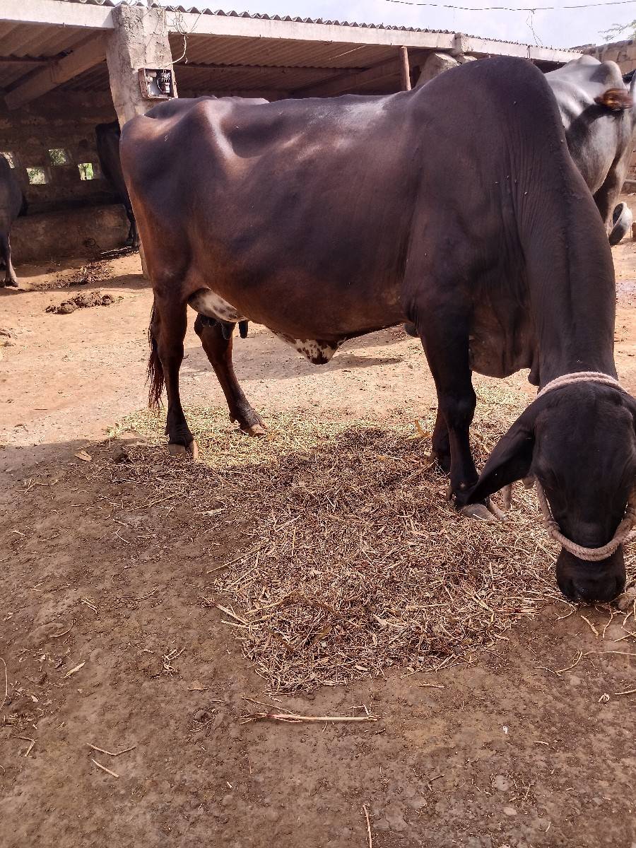 ભેંસ અને ગાય વેચવાના છે બેય