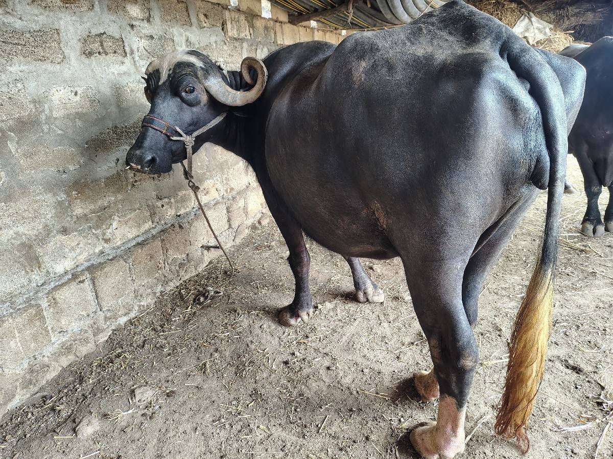 વેચવાની છે