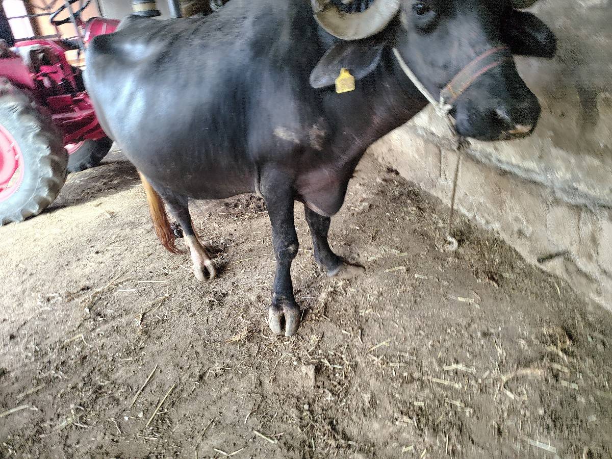 વેચવાની છે