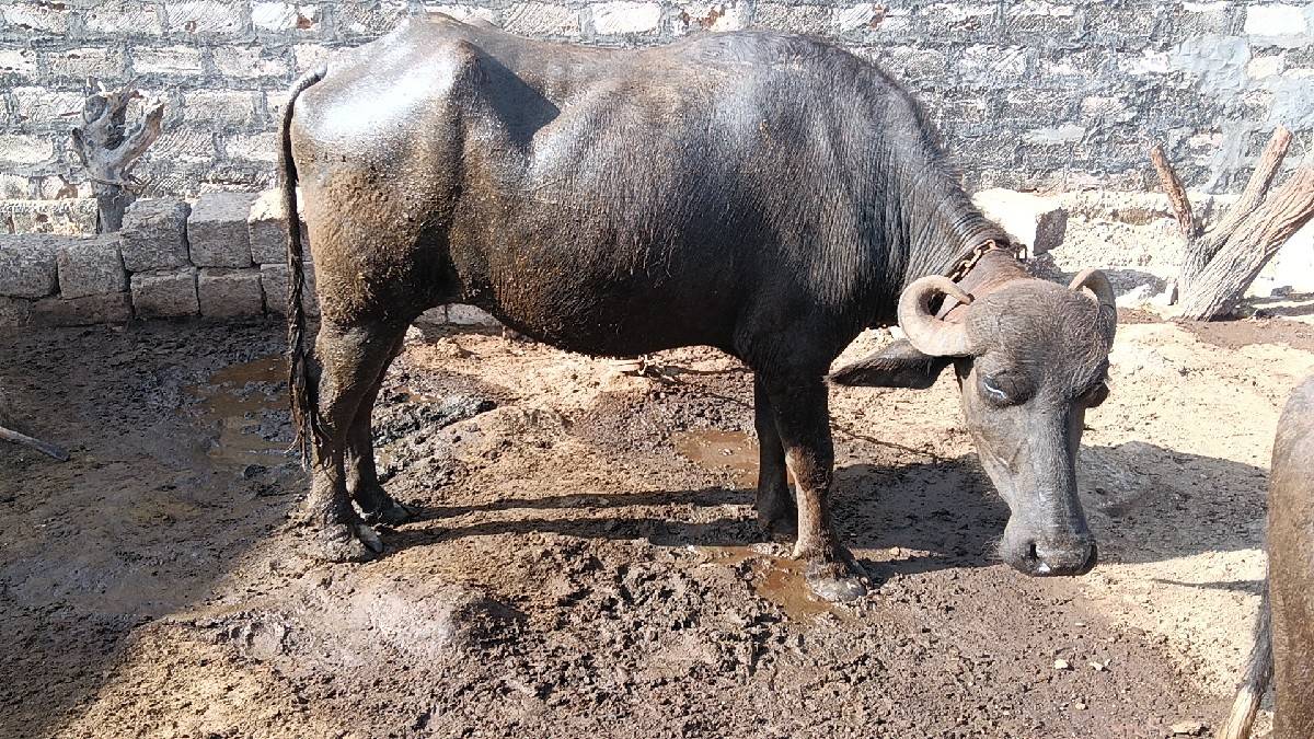 પેલા વેતરમા