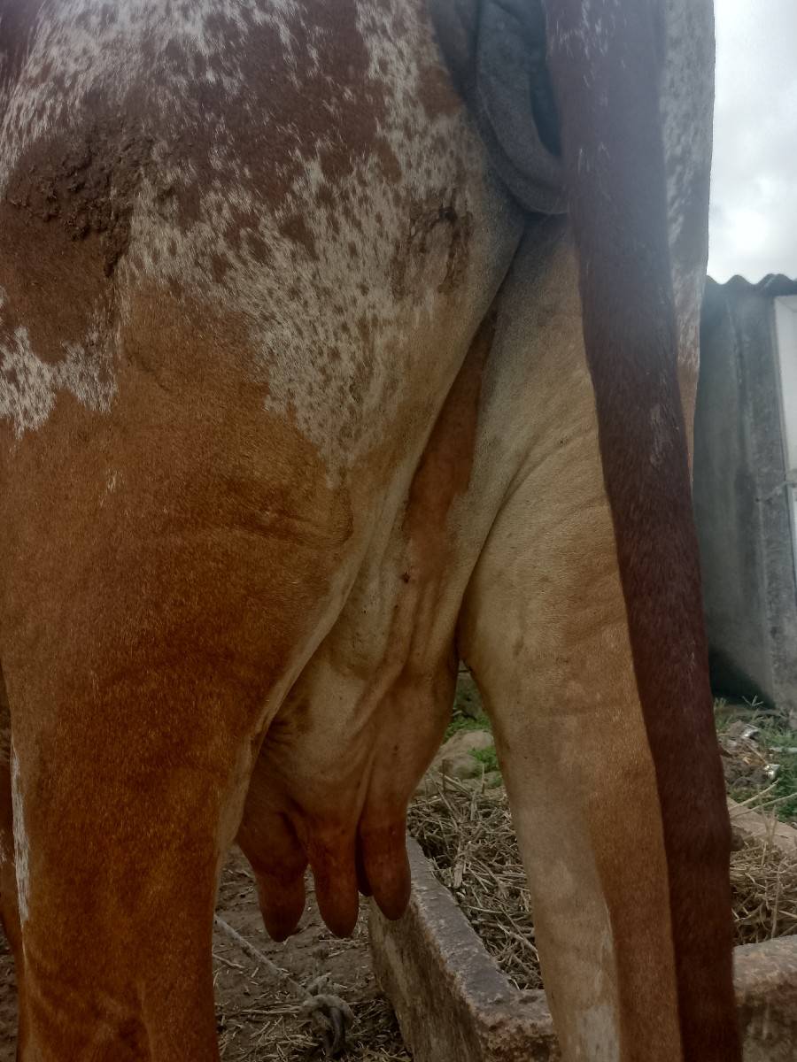 આ ગાય વેચવા ની છે