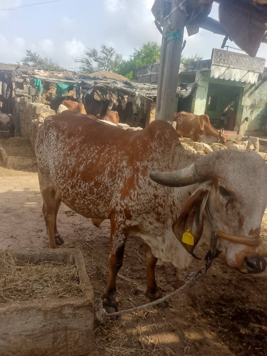 આ ગાય વેચવા ની છે