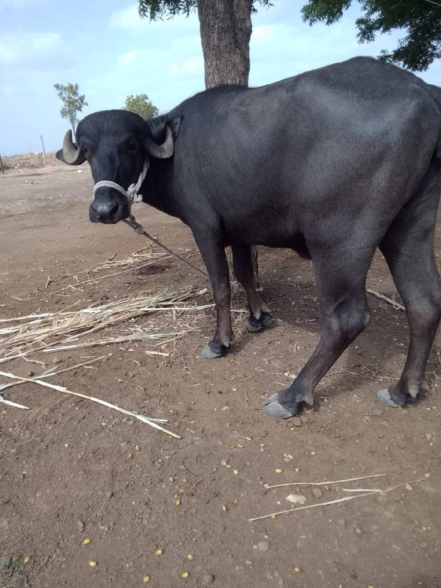 આ ખડેલી વેચવાની છે