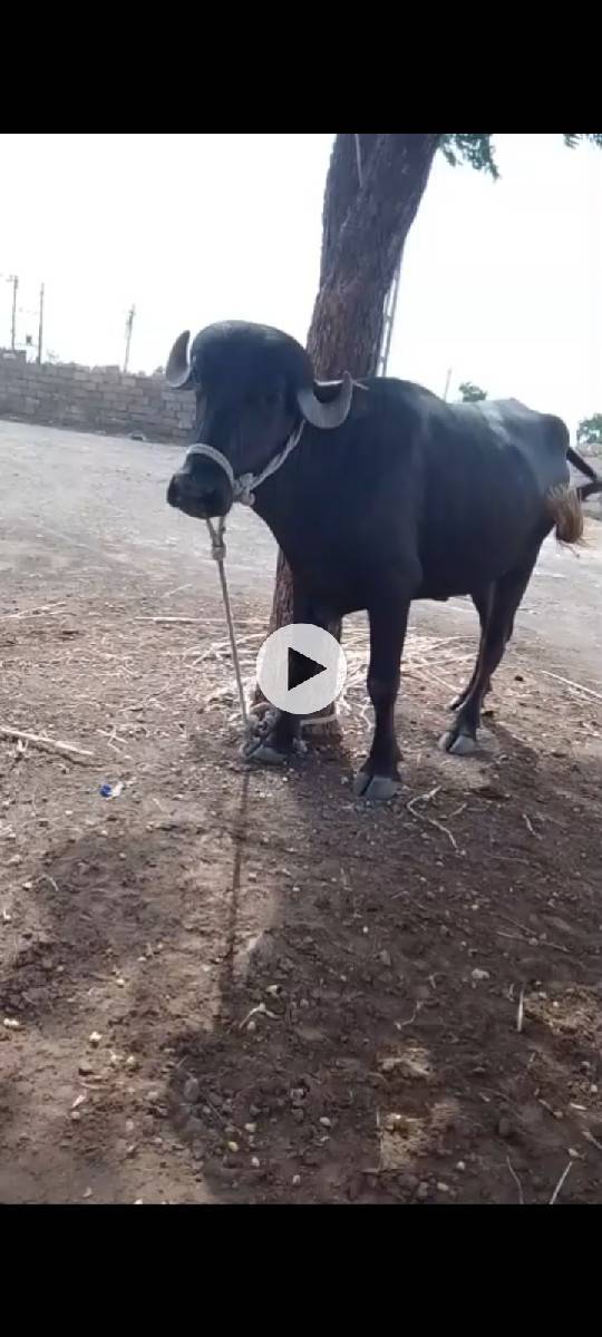 આ ખડેલી વેચવાની છે