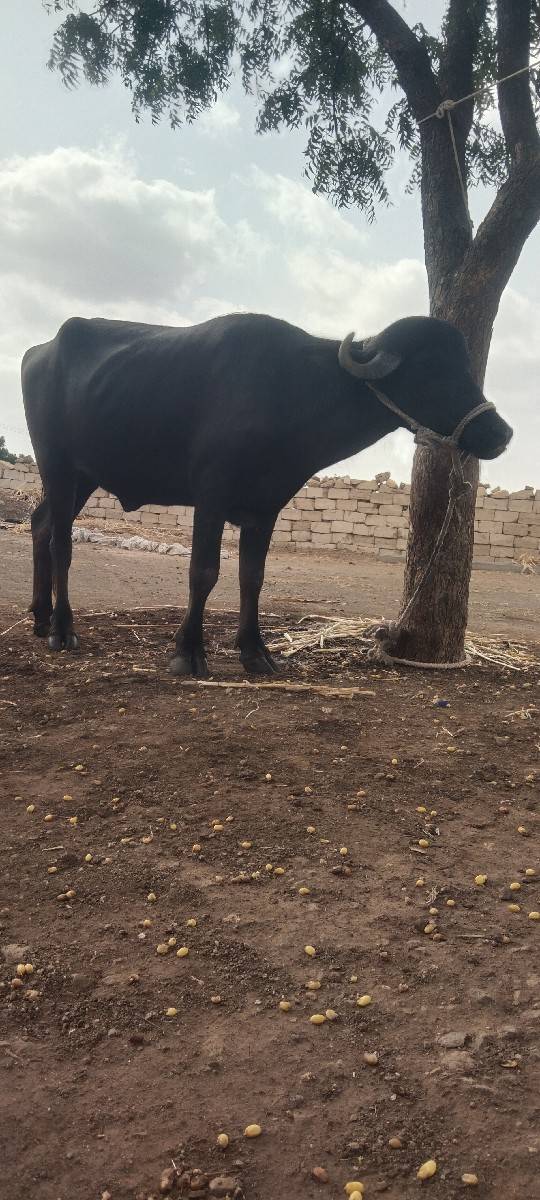 આ ખડેલી વેચવાની છે