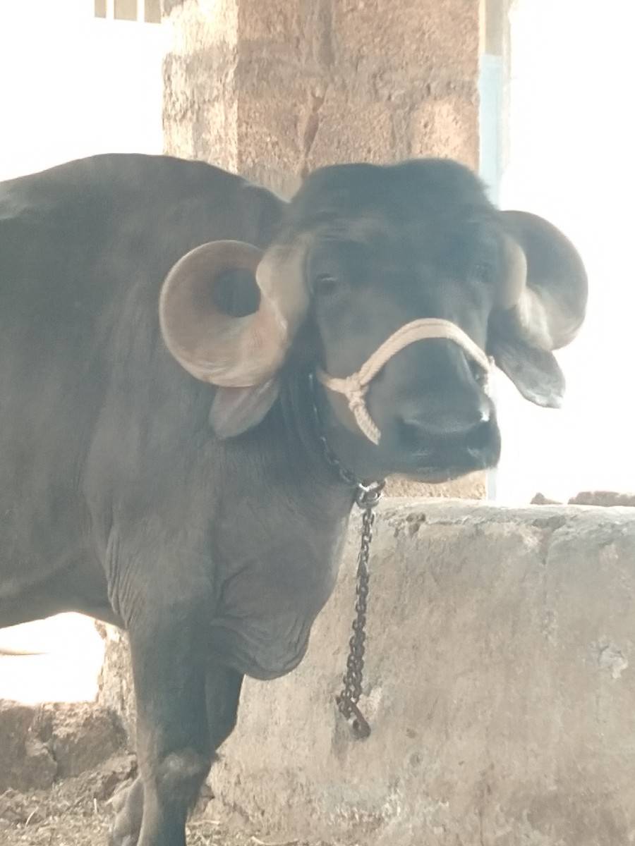 ભેંસ વેચવાની છે