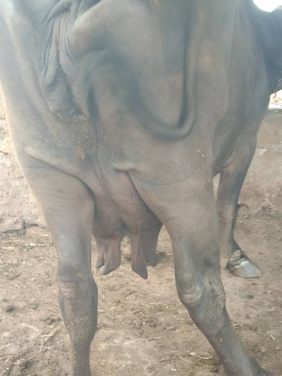 ભેંસ વેચવાની છે