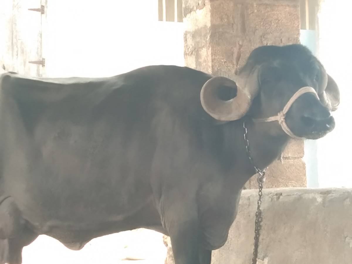 ભેંસ વેચવાની છે