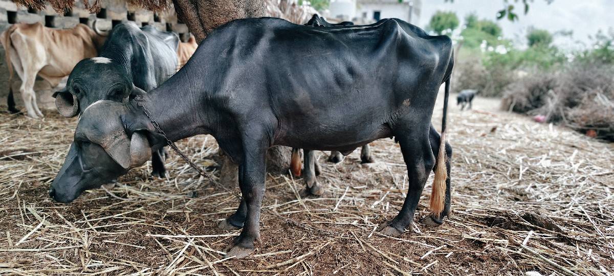 જાફરાબાદી