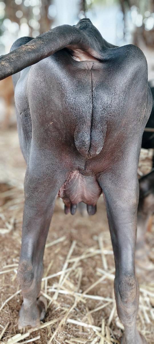 જાફરાબાદી